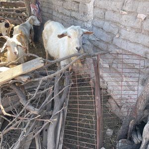 Meet your Posher, Evelia